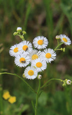 Fleabane daisy plant with delicate white petals and yellow centers