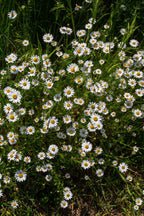Fleabane daisy plant: white flowers with yellow centers in green grass