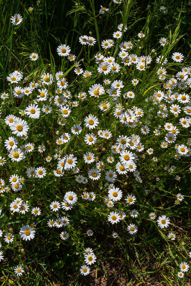 Fleabane daisy plant: white flowers with yellow centers in green grass