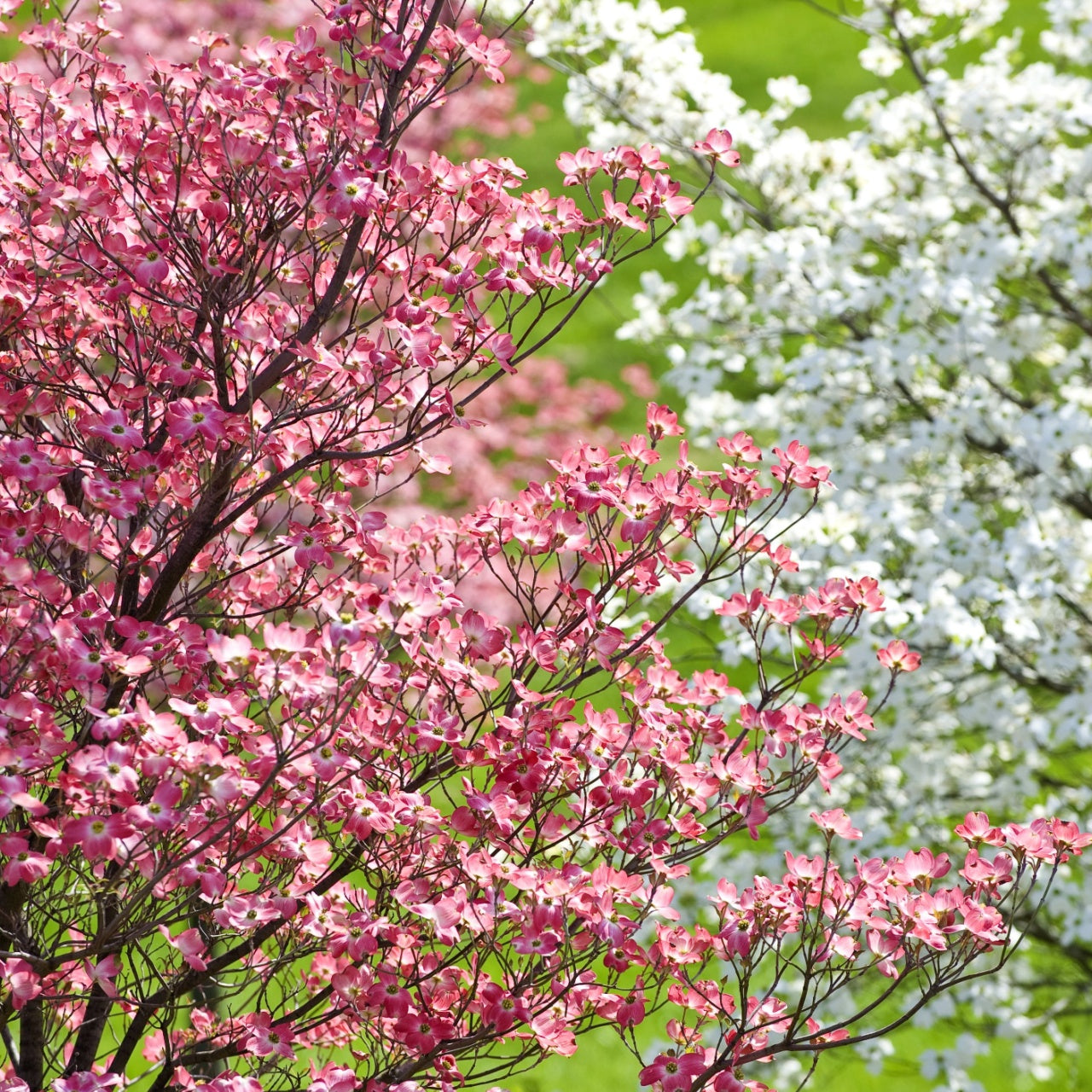 Vibrant pink Flowering Dogwood Tree with four-petaled blossoms amid white blooms