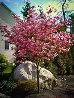 Vibrant pink Flowering Dogwood Tree with dense blossoms in garden