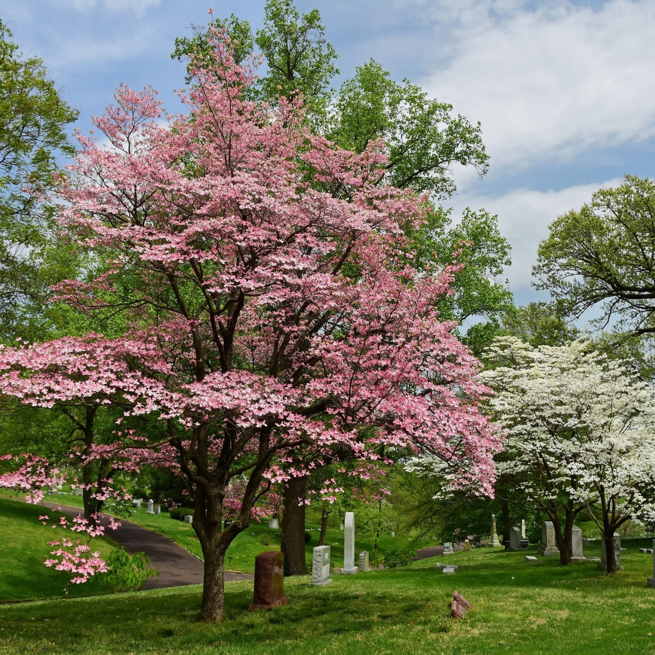 Vibrant pink flowering dogwood tree with blossoms in cemetery, ships spring 2026
