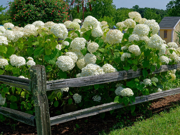 White flowering shrubs with flowers in a garden with a wooden fence