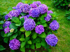 Bouquet of purple hydrangea flowering shrubs with green leaves on a grassy background