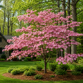 Pink flowering dogwood tree in full bloom in a residential landscape with mature trees and stone house in background - TN Nursery
