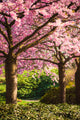 Blossoming cherry tree with pink flowers in Flowering Trees Package for your zone