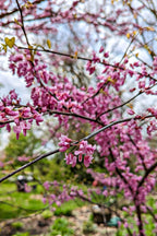 Pink tree blossoms and green leaves from Flowering Trees Package for your zone