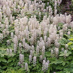 Dense foam flower field with feathery white blooms on broad green leaves