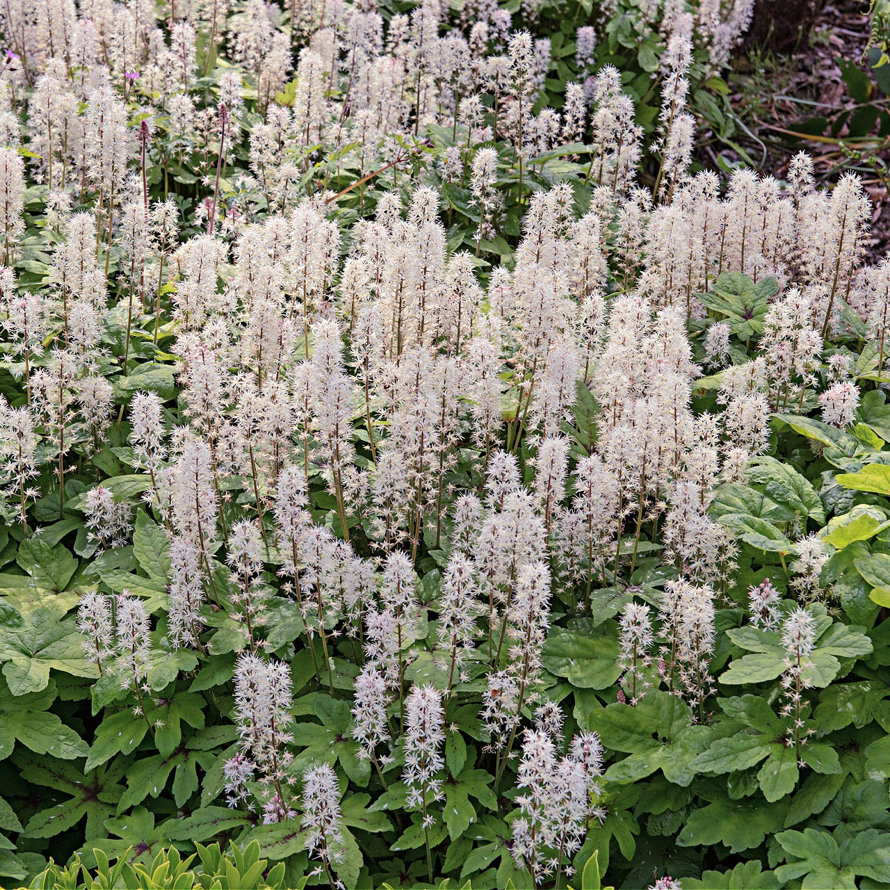 Dense foam flower field with feathery white blooms on broad green leaves