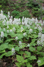 Foam flower: delicate white blooms on green stems amid broad leaves
