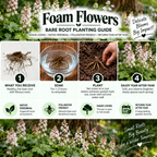 A promotional graphic for Foam Flowers Bare Root Planting Guide, featuring four numbered steps (What You Receive, Soak, Plant, Enjoy You After) with illustrative photos and text, set against a background of wildflowers.