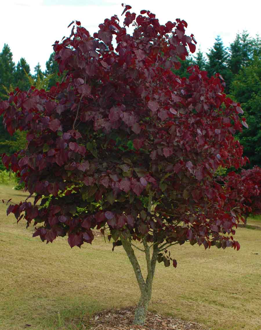 Vibrant Forest Pansy Redbud tree with deep burgundy leaves in grassy area