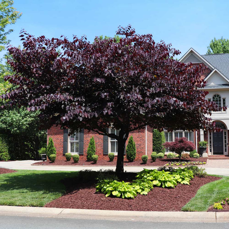 Forest Pansy Redbud tree with dense dark burgundy leaves in front yard