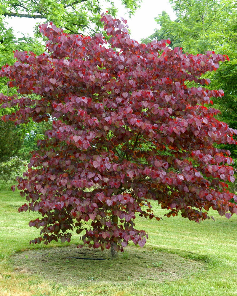 Vibrant Forest Pansy Redbud tree with red heart-shaped leaves in grassy yard