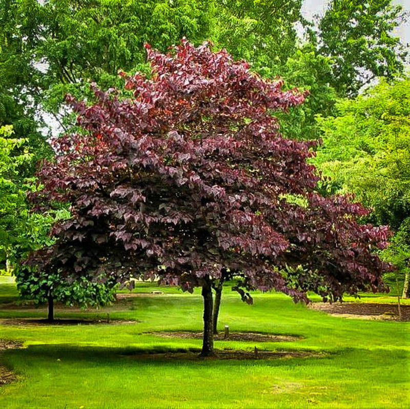 Vibrant Forest Pansy Redbud tree with burgundy leaves in lush green park