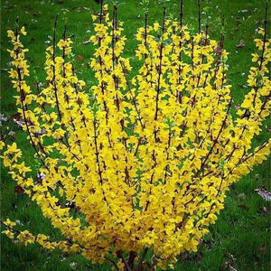 Vibrant yellow Forsythia Shrub with star-shaped flowers on dark branches