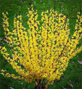 Vibrant yellow Forsythia Shrub with star-shaped flowers on dark branches