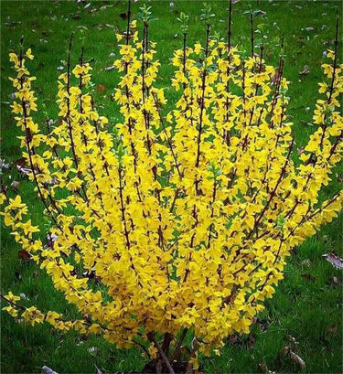 Vibrant yellow Forsythia Shrub with star-shaped flowers on dark branches
