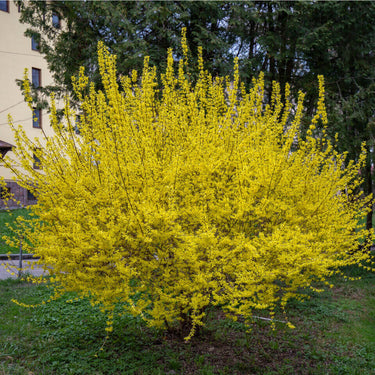 Vibrant yellow forsythia shrub with dense bright blossom clusters