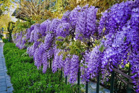 A lush cascade of vibrant purple wisteria flowers hangs gracefully over a green hedge, their delicate blooms forming dense clusters against the backdrop of soft yellow foliage.
