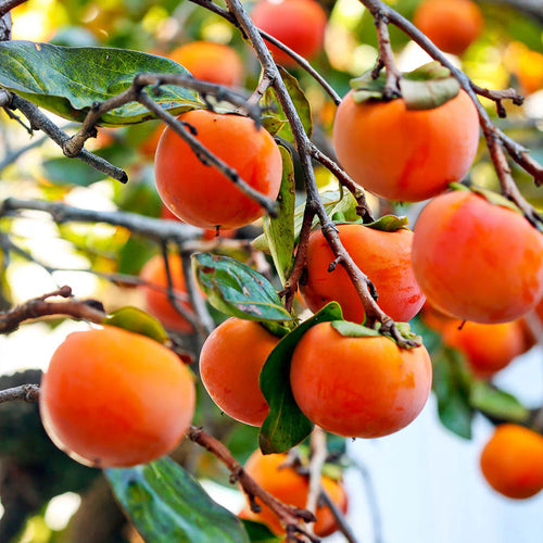 Fuyu Persimmon Tree