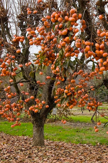 Fuyu persimmon tree laden with vibrant orange glossy fruit on bare branches