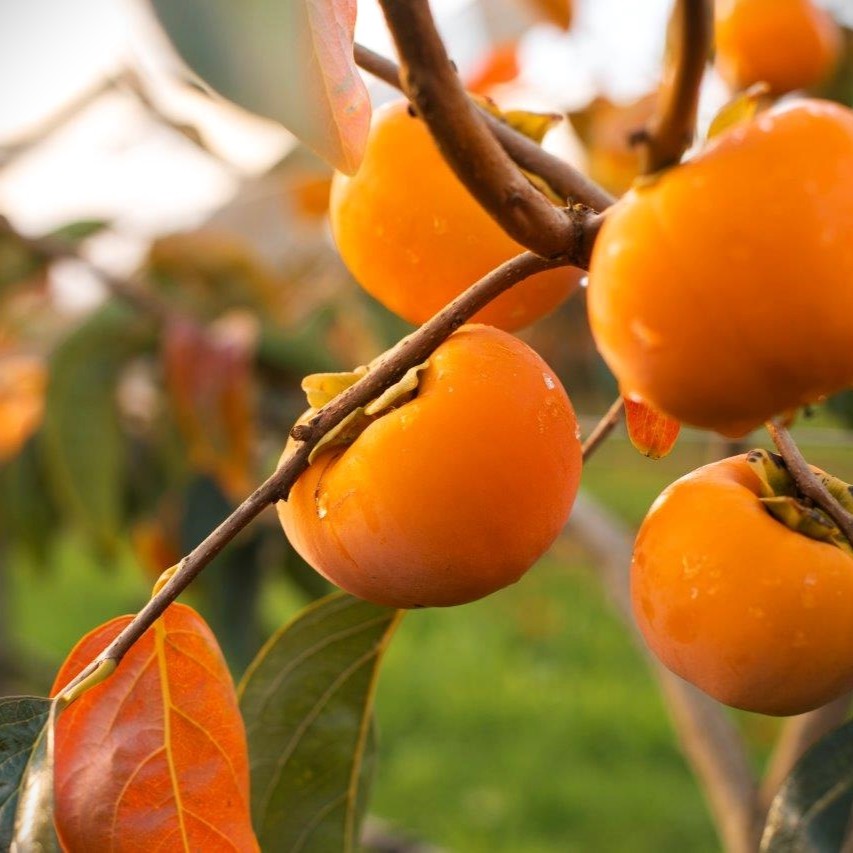 Lush Fuyu persimmon tree with vibrant orange fruit among green leaves
