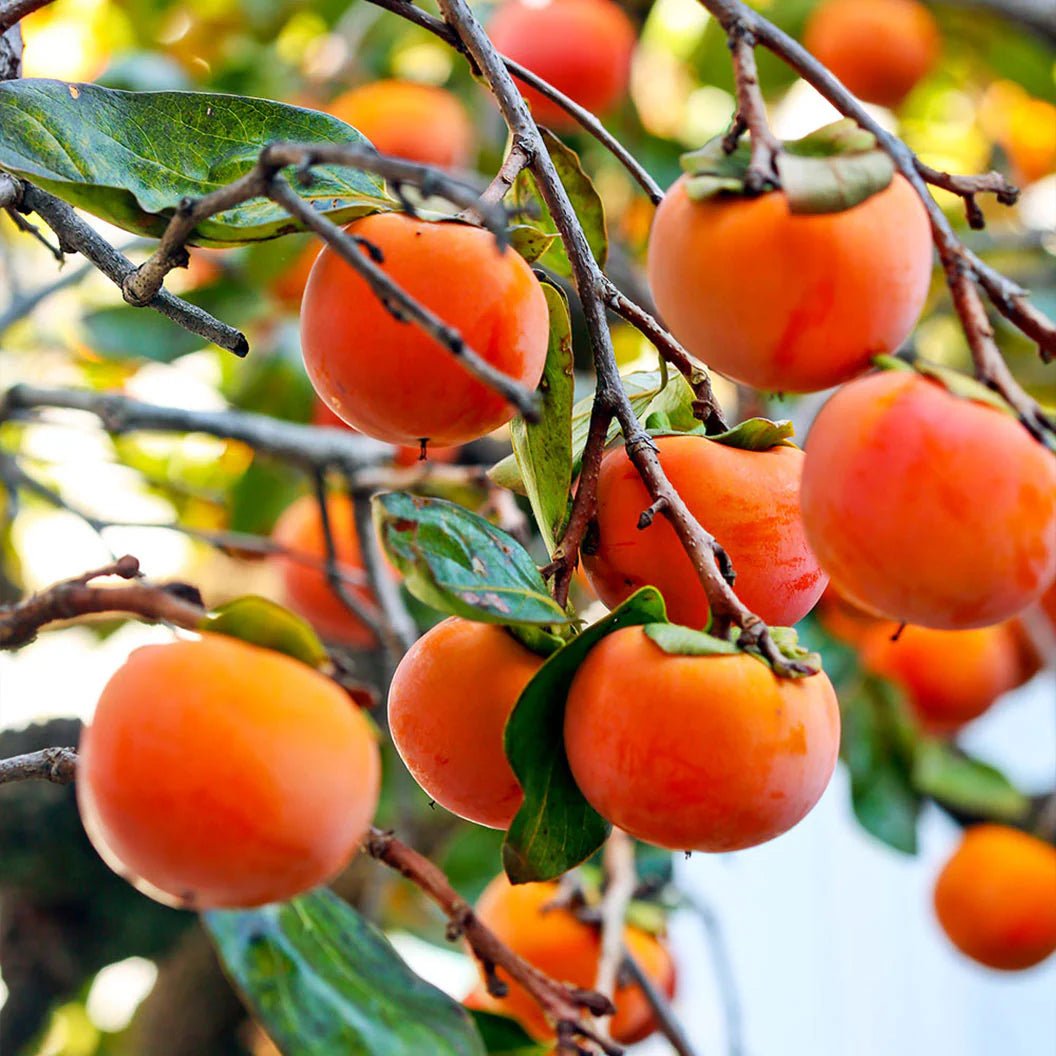 Lush Fuyu persimmon tree with vibrant orange fruit among green leaves