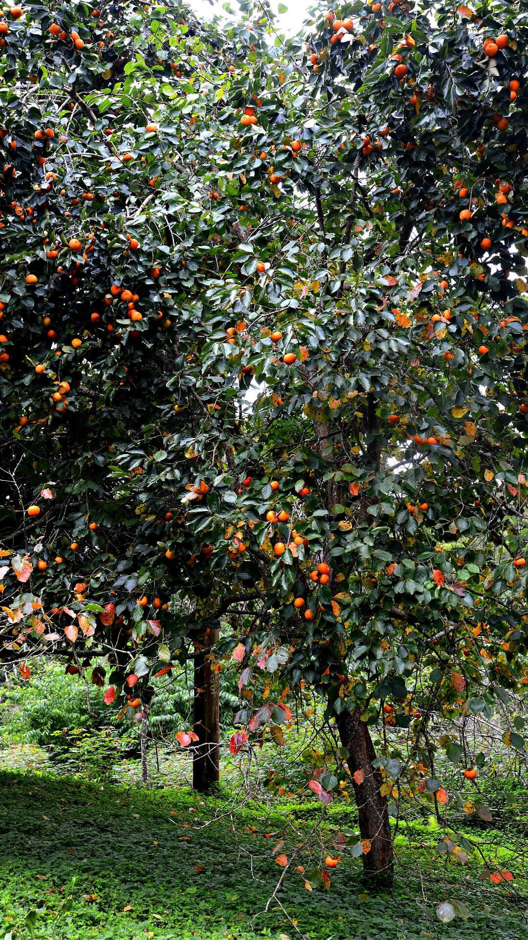 Lush Fuyu persimmon tree laden with vibrant orange fruit