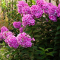 Vibrant pink Garden Phlox flowers in full bloom with lush green foliage