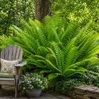A large green fern plant in a stone planter on a garden patio, with a wooden Adirondack chair and floral cushion beside it and a wooded background.