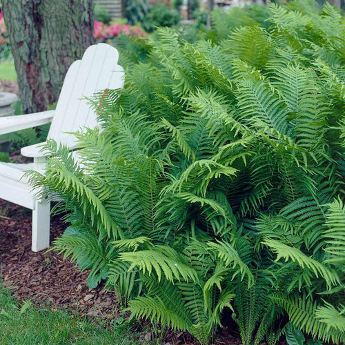 Giant Ostrich Fern lush green fronds cascading over white Adirondack chair