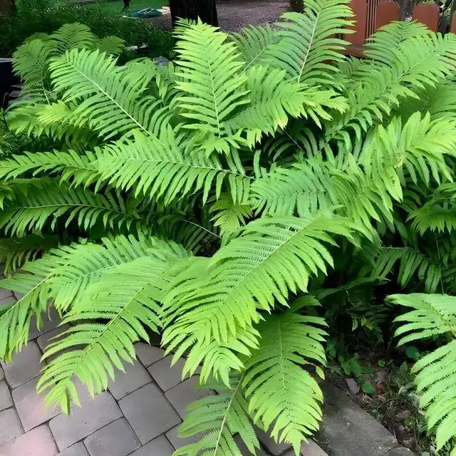 Giant Ostrich Fern with vibrant green feathery fronds in garden bed