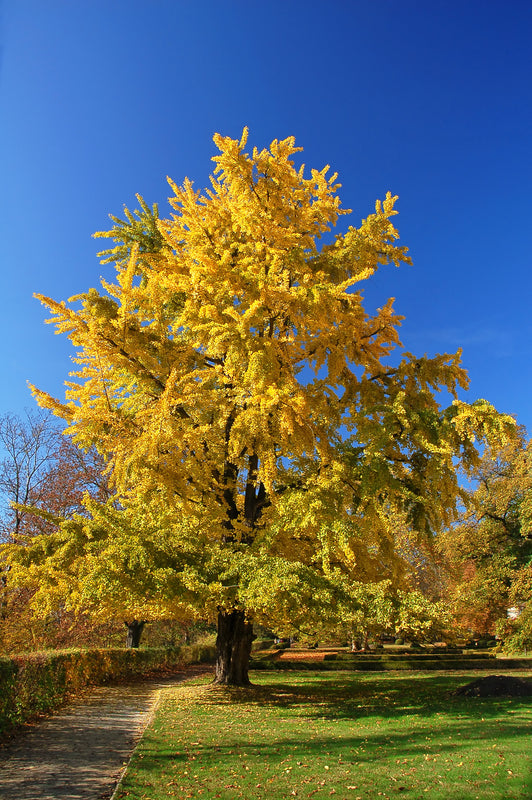 Majestic golden-yellow Ginkgo Biloba tree with vibrant autumn leaves against blue sky