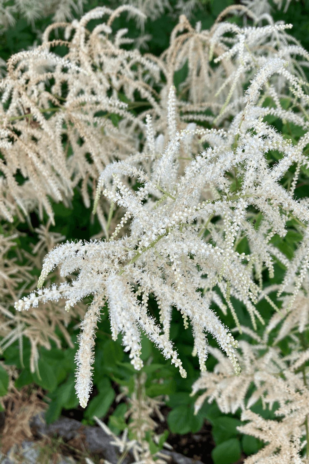 Feathery white plumes of Goats Beard Plant amid green foliage