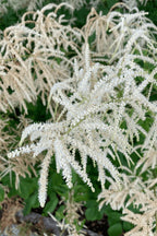 Feathery white plumes of Goats Beard Plant amid green foliage