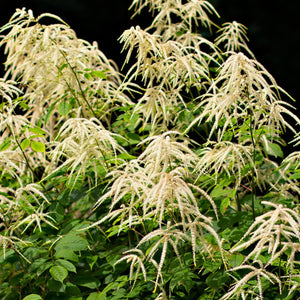 Goats beard plant with creamy white feathery plumes above green leaves