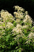 Goats beard plant with creamy white feathery plumes above green leaves