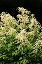 Goats beard plant with creamy white feathery plumes above green leaves