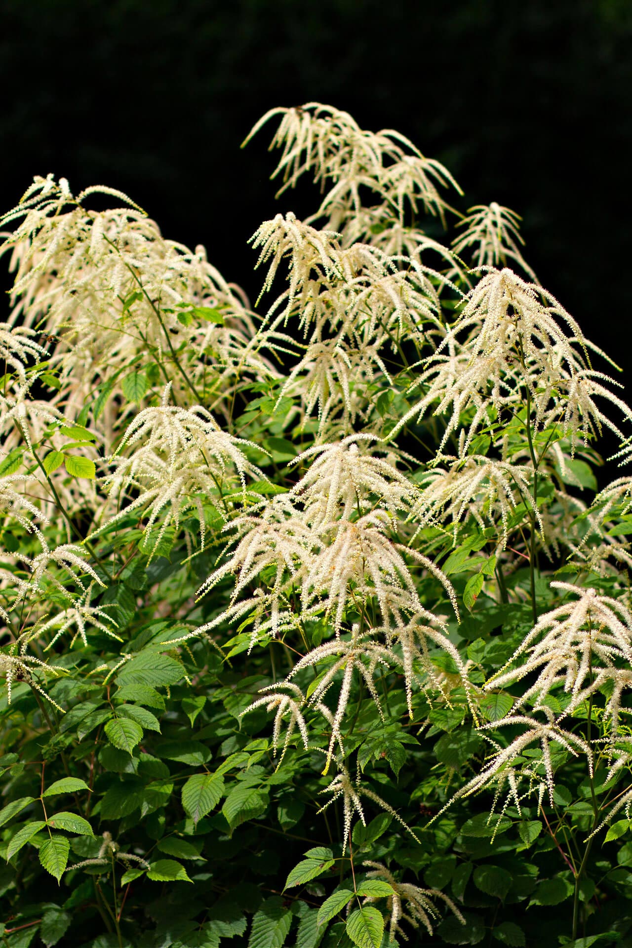 Goats beard plant with creamy white feathery plumes above green leaves