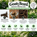 An infographic poster titled 'Goats Beard Bare Root Planting Guide' with four numbered steps (What You Receive, Soak, Plant, Enjoy Next Spring) and icons highlighting product features like shade tolerance and deer resistance, set against a background of white goat's beard flowers.