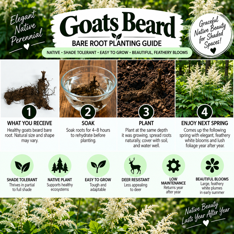 An infographic poster titled 'Goats Beard Bare Root Planting Guide' with four numbered steps (What You Receive, Soak, Plant, Enjoy Next Spring) and icons highlighting product features like shade tolerance and deer resistance, set against a background of white goat's beard flowers.