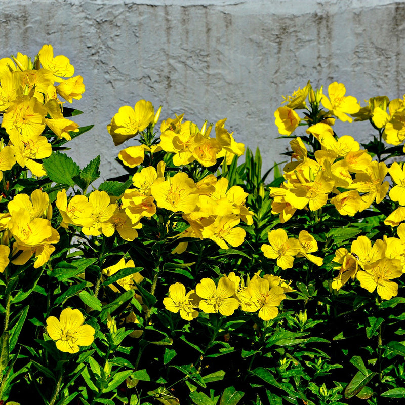 Golden Glow Trio: vibrant yellow evening primrose flowers with green foliage