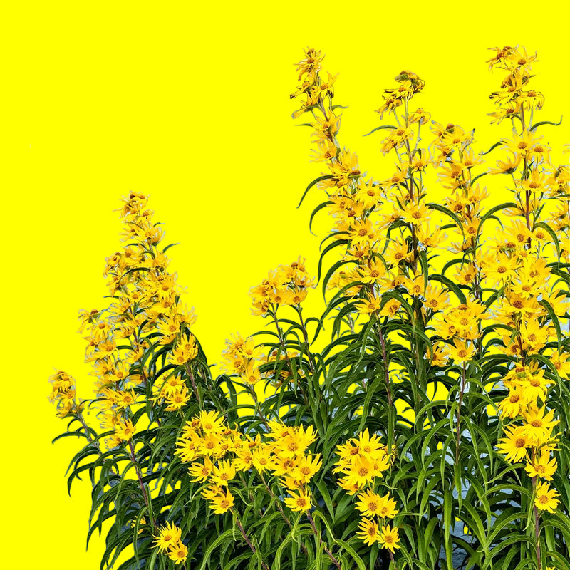 Golden Glow Trio: vibrant yellow maximilian sunflowers on blue wall