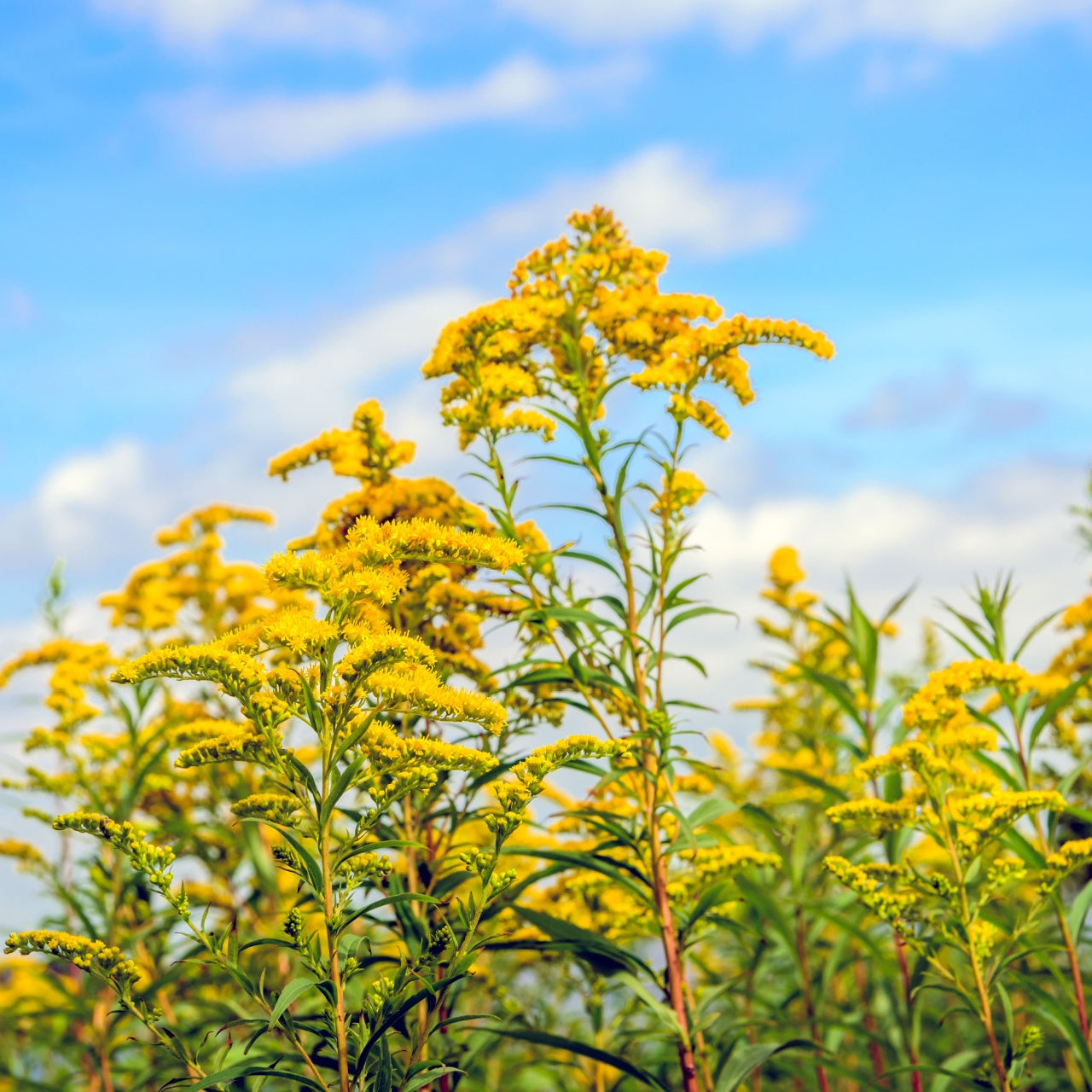 Goldenrod flowers with green stems and yellow blooms against blue sky