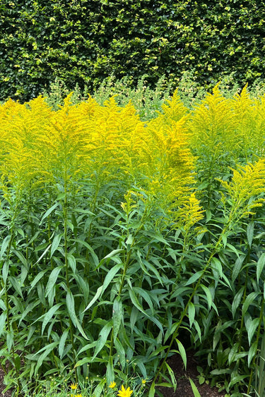 Vibrant goldenrod plants with tall green stems and bright yellow flower clusters