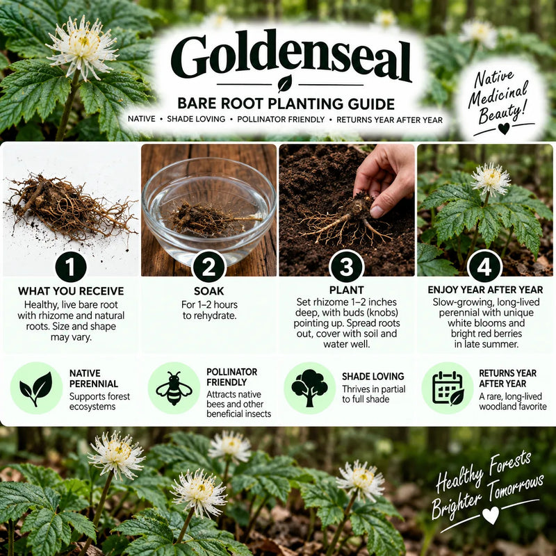 Goldenseal Bare Root Planting Guide infographic showing a four-step process: what you receive, soak, plant, and enjoy after year. Features photos of goldenseal roots, a glass bowl of soil, and blooming white flowers, with the Goldenseal brand logo at the top.