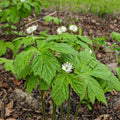 Goldenseal plant with delicate white flowers on veined green leaves