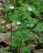 Goldenseal plant with white star-shaped flowers on green stems and lobed leaves