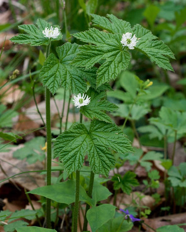 Goldenseal plant with white star-shaped flowers on green stems and lobed leaves